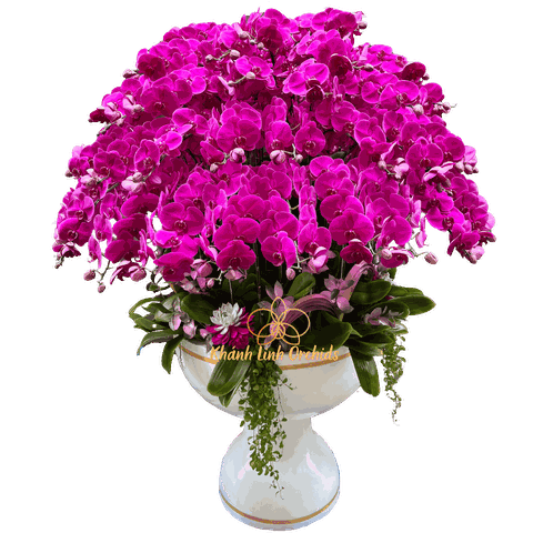 Lan Hồ Điệp Đỏ Ớt 70 Cành - La Dolce Vita