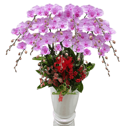 Lan Hồ Điệp Hồng Bilip 15 Cành - HDH086