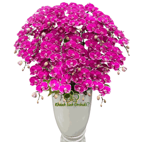 Lan Hồ Điệp Tím Đột Biến 20 Cành - DB061