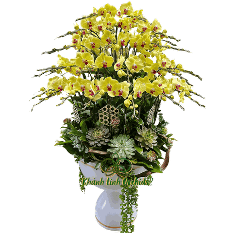 Chậu LHĐ Vàng 50 Cành - Đại Phú Đại Quý - HDV048