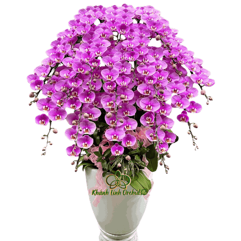 Lan Hồ Điệp Hồng Anna 20 Cành - HDH087