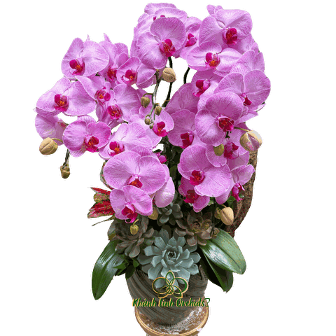 Lan Hồ Điệp Hồng Gân Thác Đổ - HDH051