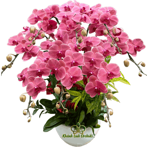 Lan Hồ Điệp Đỏ Cam 8 Cành - HDC027