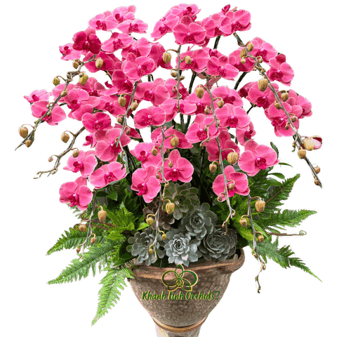 Lan Hồ Điệp Cam Đỏ 15 Cành - HDC023