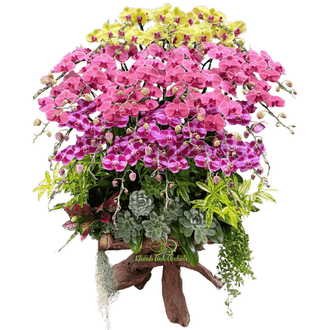 Lan Hồ Điệp Ghép Gỗ Lũa 3 Màu 30 Cành - DS032