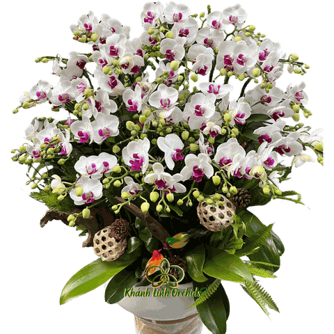 Lan Hồ Điệp Mini Trắng Nhị Tím 10 Gốc - MN024