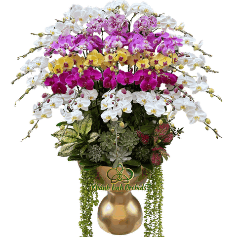 Lan Hồ Điệp Phối 5 Màu 34 Cành - DS028