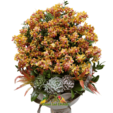 Lan Hồ Điệp Mini Cam Thơm 30 Gốc - MN025