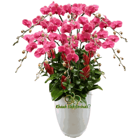 Lan Hồ Điệp Cam Đỏ 13 Cành - HDC024