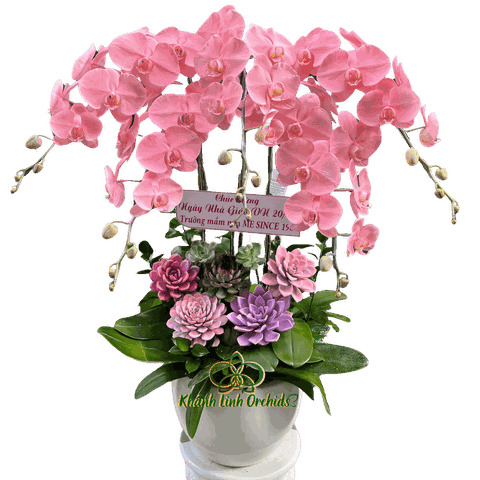 Lan Hồ Điệp Phun Hồng Pastel Phối Sen Đá - VIP015