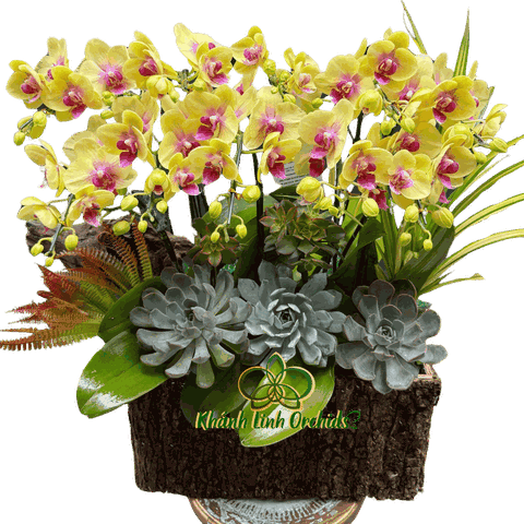 Lan Hồ Điệp Mini Vàng Asahi 5 Gốc - MN028