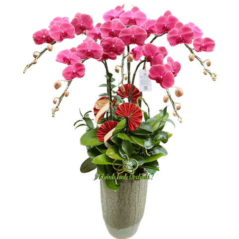 Lan Hồ Điệp Đỏ Cam 5 Cành - HDC025