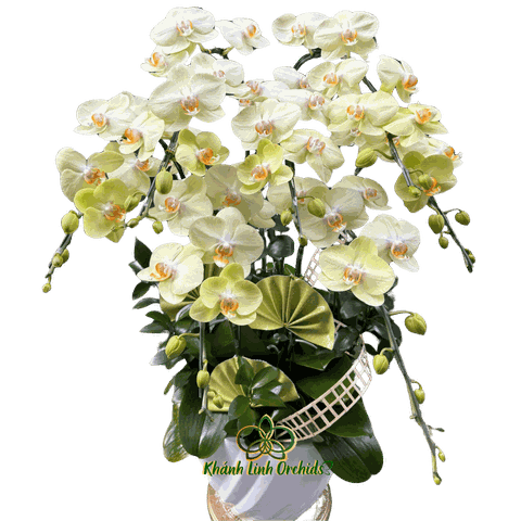 Lan Hồ Điệp Xanh Cốm 7 Cành - HDX020