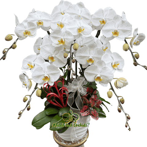 Lan Hồ Điệp Trắng 5 Cành - HDW040