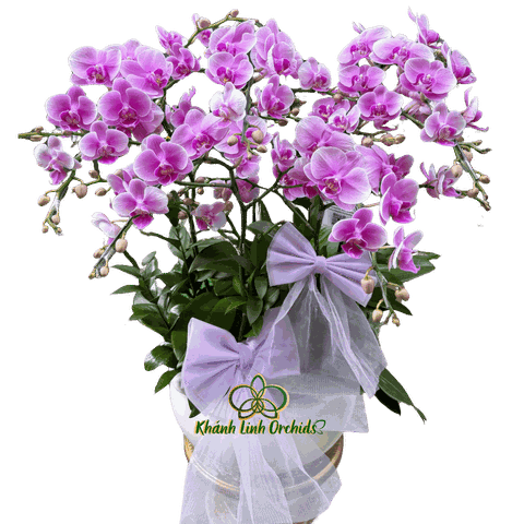 Lan Hồ Điệp Mini Tím 5 Gốc - MN027