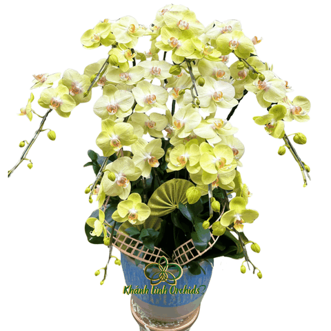 Lan Hồ Điệp Xanh Cốm 512 9 Cành - HDX021