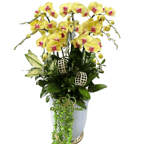 Lan Hồ Điệp Vàng Thần Tài 8 Cành - HDV086