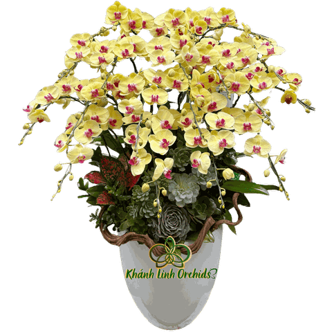 Lan Hồ Điệp Vàng Mỹ Nhân 18 Cành - HDV087