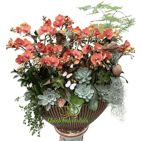 Lan Hồ Điệp Mini Cam Sọc 10 Gốc - MN029