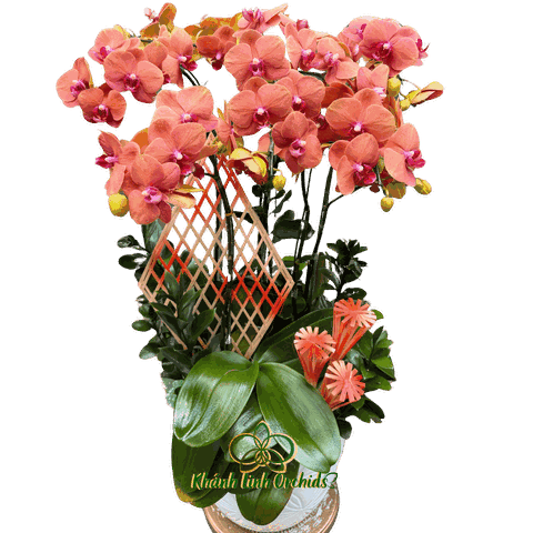 Lan Hồ Điệp Cam Cà Rốt 5 Gốc - HDC026