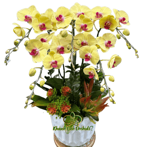 Lan Hồ Điệp Vàng 5 Cành - HDV088