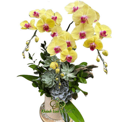 Lan Hồ Điệp Vàng 3 Cành Sen Đá - HDV089