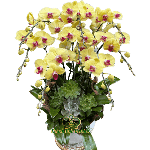 Lan Hồ Điệp Vàng Thần Tài Sen Đá 8 Cành - HDV090