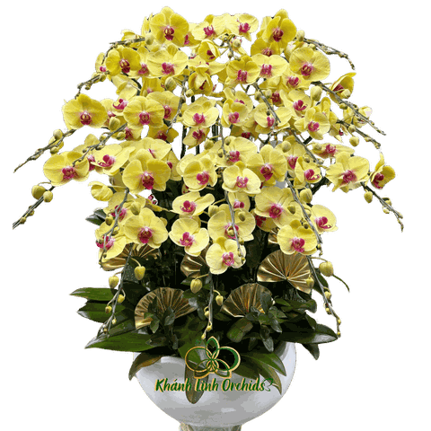 Lan Hồ Điệp Vàng Thần Tài 20 Cành - HDV091