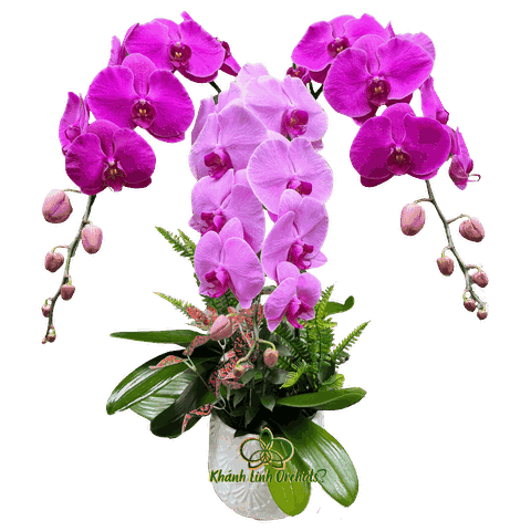 Lan Hồ Điệp Phối 2 Màu Hồng Tím 3 Cành - DS027