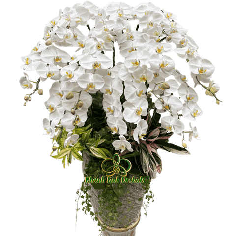 Lan Hồ Điệp Trắng Tiểu Cảnh 10 Cành - HDW041