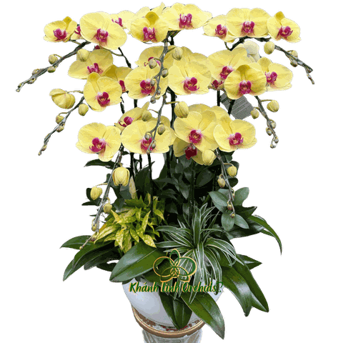 Lan Hồ Điệp Vàng 8 Cành - HDV093