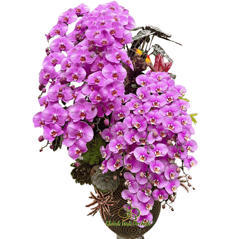 Lan Hồ Điệp Hồng Tiểu Cảnh 18 Cành - HDH062