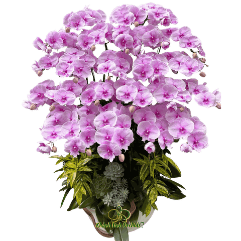 Lan Hồ Điệp Hồng Baby 25 cành - HDH065