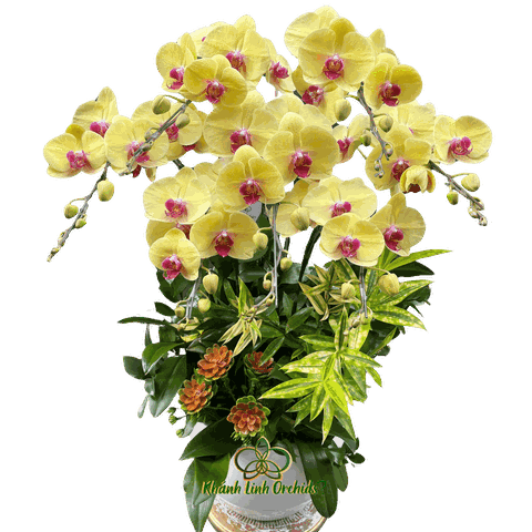 Lan Hồ Điệp Vàng Thần Tài 7 Cành - HDV094