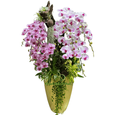 Lan Hồ Điệp Phối Màu Kết Hợp Gỗ 14 Cành - DS048