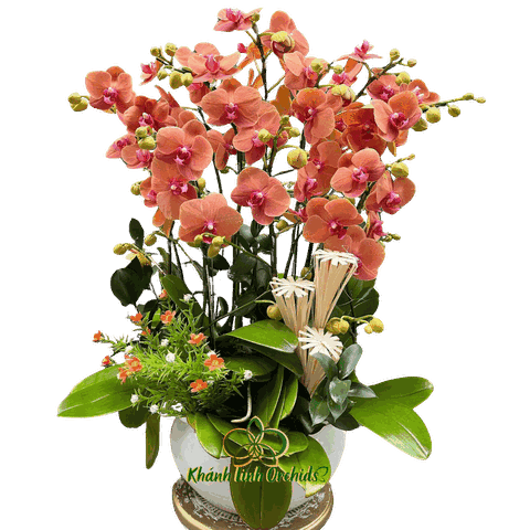 Lan Hồ Điệp Cam Cà Rốt 8 Gốc - HDC028