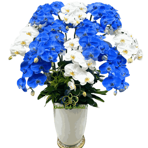 Lan Hồ Điệp Trắng Phối Xanh Phun Màu 10 Cành - VIP016