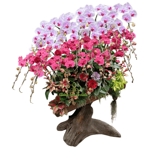 Lan Hồ Điệp Gỗ Lũa Đỏ Cam Phối Trắng Loang 25 Cành - DS051