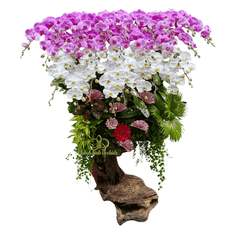 Lan Hồ Điệp Gỗ Lũa Trắng Phối Hồng 25 Cành - DS049