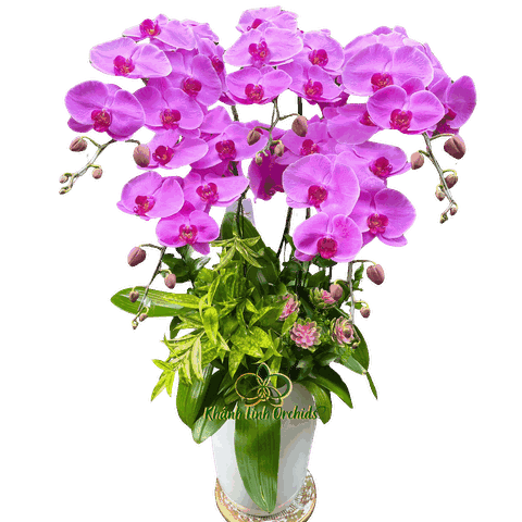 Lan Hồ Điệp Hồng 5 Cành - HDH058