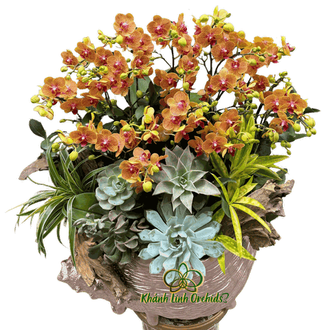 Lan Hồ Điệp Mini Cam Sọc 10 Gốc - MN031