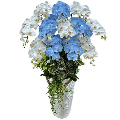 Lan Hồ Điệp Trắng Mix Xanh Biển Nhạt 12 Cành - VIP017