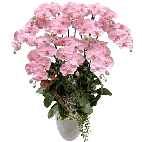 Lan Hồ Điệp Trắng Phun Hồng Pastel Nhạt 10 Cành - VIP018