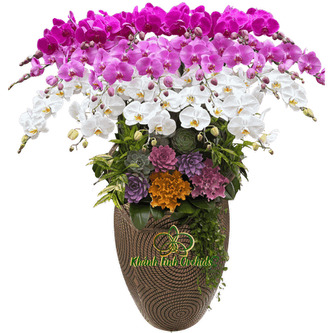 Lan Hồ Điệp Mix 3 Màu Trắng Tím Hồng 20 Cành - DS040