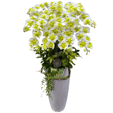 Lan Hồ Điệp Phun Màu Xanh Lá 12 Cành - VIP019