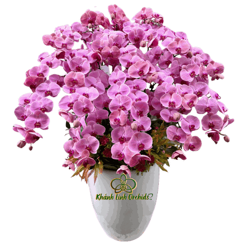 Lan Hồ Điệp Cam Đỏ Sinh Nhật 20 Cành - HDC032