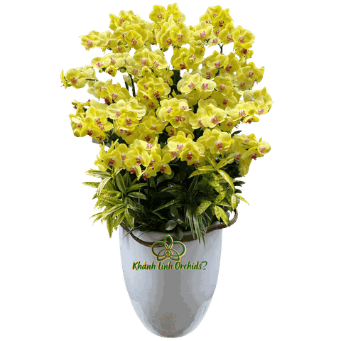 Lan Hồ Điệp Vàng Chanh 30 Cành - HDV097