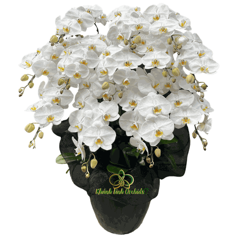 Lan Hồ Điệp Trắng Viếng Tang 12 Cành - HDW044