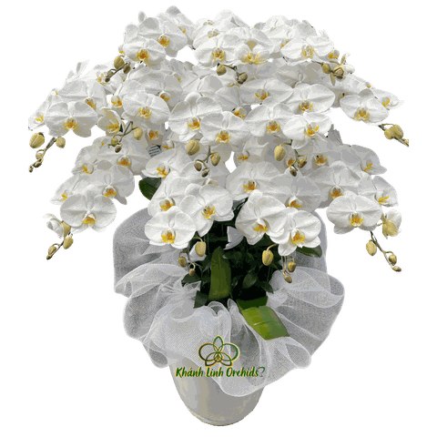 Lan Hồ Điệp Trắng Viếng Tang 12 Cành - HDW045