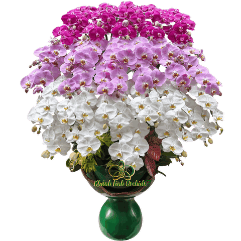 Lan Hồ Điệp Phối 3 Màu 34 Cành - DS041